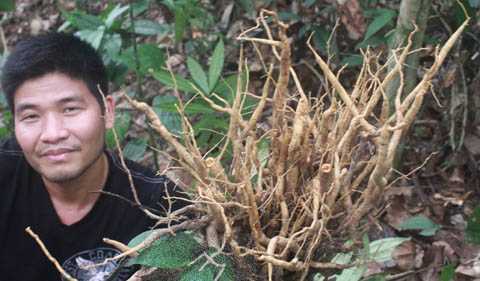 Tận mắt quần thể sâm đá khổng lồ ở địa đầu Tổ quốc