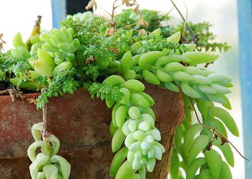 Những loại cây cực độc không được trồng trong nhà