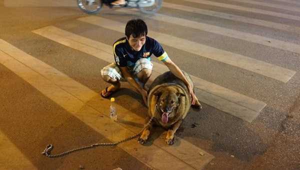 Phì cười clip chú chó béo nhất Hà Nội đi bộ cùng chủ để giảm cân