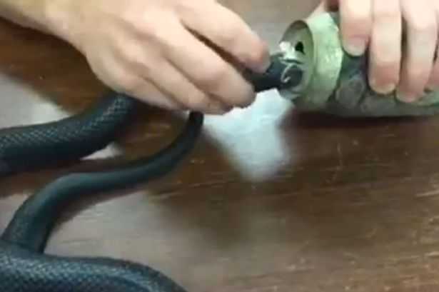Video: Giải cứu rắn độc mắc kẹt trong vỏ lon