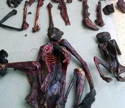 Phát hiện 5 con voọc có tên trong sách đỏ bị sát hại