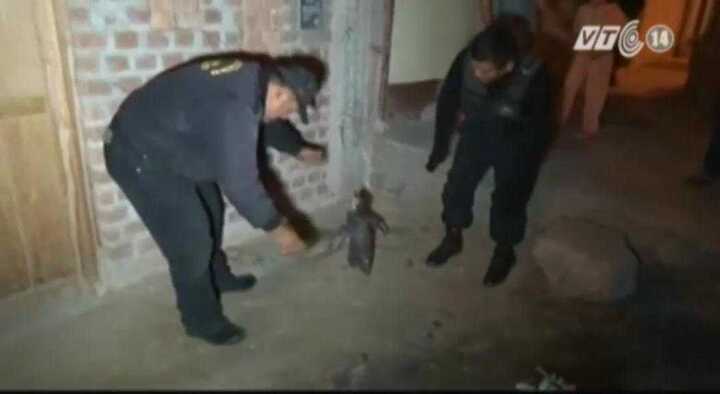 Clip: Lang thang trên phố, chim cánh cụt bị cảnh sát 'bắt giữ'