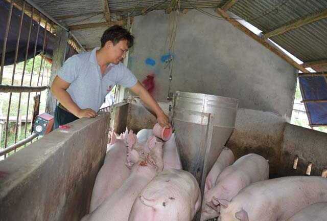 Từ bỏ lương 30 triệu về quê thầu đồng hoang nuôi lợn