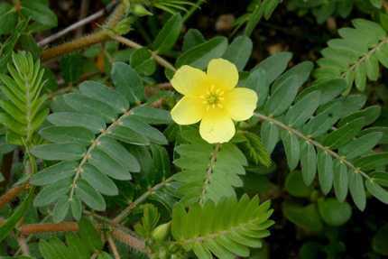 Phát hiện thảo dược Viagra... mọc hoang khắp Việt Nam