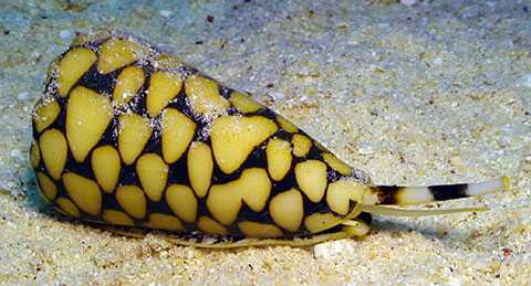 Ớn lạnh với 10 loài động vật cực độc trên Trái Đất