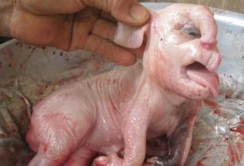 Xôn xao heo đẻ ra voi ở Đăk Drông