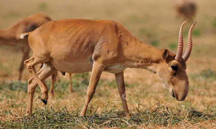 Hé lộ nguyên nhân khiến hàng vạn con linh dương đột tử