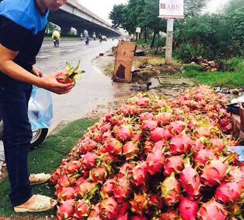 Thanh long 10.000 đồng/kg đổ đống ngập vỉa hè Hà Nội