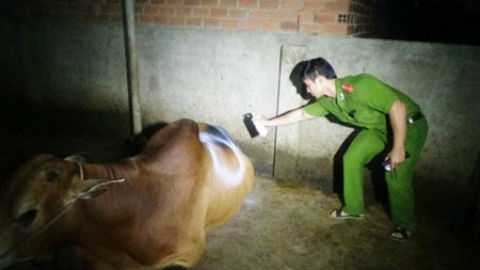 Trắng đêm mật phục bắt quả tang lò mổ bơm nước vào bò