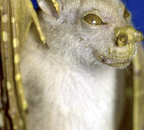 Phát hiện loài dơi giống người ngoài hành tinh