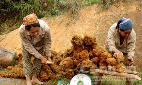 Đổ xô săn thần dược đại ngàn tây Nghệ An