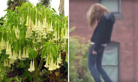 Video: Tận thấy độc dược ‘hơi thở của quỷ’ biến nạn nhân thành ‘xác sống’ trên phố