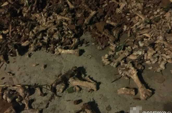 Trung Quốc: Dùng xương gà thối nấu canh cho học sinh