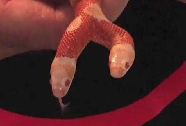 Cận cảnh vẻ đẹp của rắn hai đầu Medusa trị giá 1 tỷ đồng