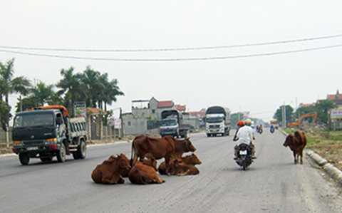 Bị bò làm phiền, doanh nghiệp Nhật 'kêu' lên chủ tịch Đà Nẵng