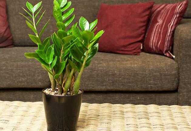 Những loại cây hút tiền tài cho gia chủ