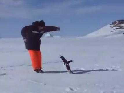 Clip: Chim cánh cụt ‘dọa nạt’ người đàn ông siêu hài hước