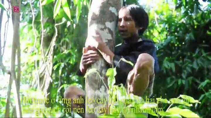 Clip: 'Người rừng' thoăn thoắt trèo cây hái lan, bẻ cau