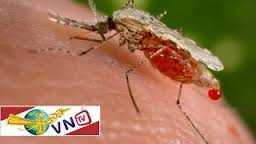 Dai dẳng nỗi lo sốt rét