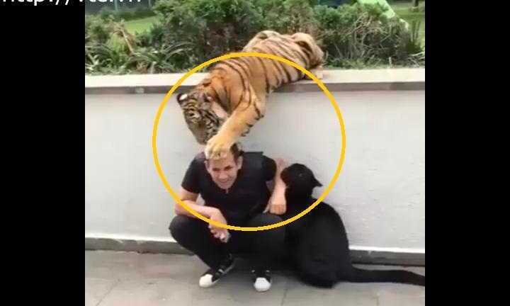 Clip: Hổ, báo tranh nhau làm nũng người siêu đáng yêu