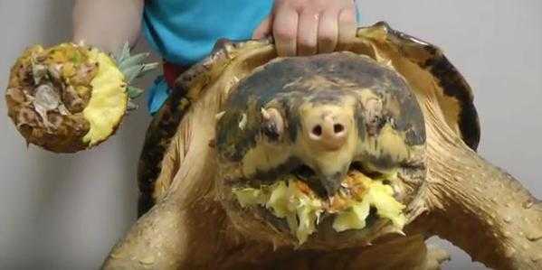 Video: Tận thấy cú đớp khủng khiếp của ‘quái vật’ rùa cá sấu