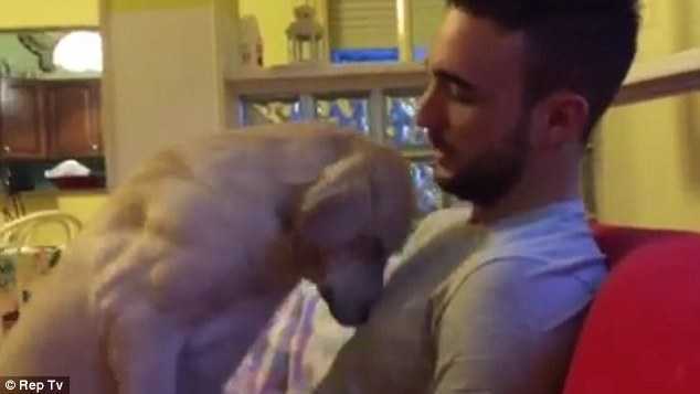 Clip: Chó gục đầu vào vai chủ, khóc ‘thút thít’ hối lỗi