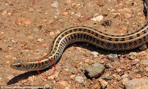 Phát hiện sinh vật kỳ lạ nửa rắn nửa thằn lằn