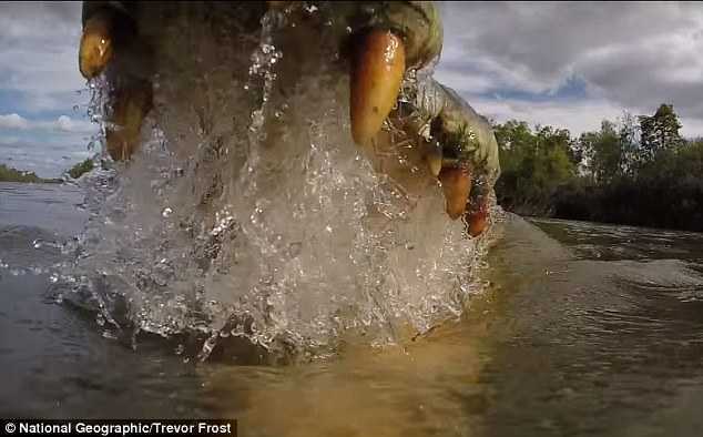 Video: Cảm giác khủng khiếp khi bị hàm ‘sát thủ’ cá sấu kìm kẹp