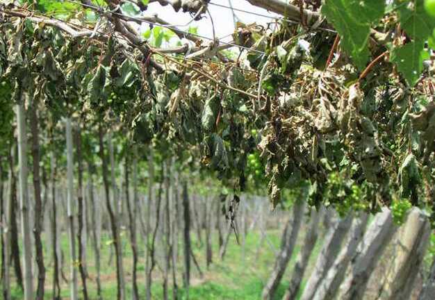 1.300 gốc nho bị kẻ xấu chặt gốc, bỏ thuốc diệt cỏ triệt hạ