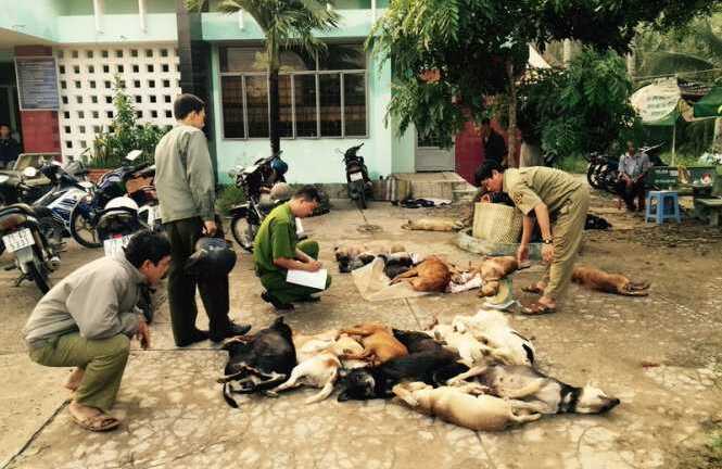 Chở 27 con chó trộm đến lò mổ, nhóm người bị bắt