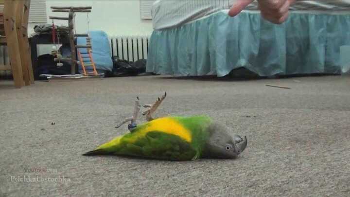 Video: Cười ngất với những màn giả chết ‘đại tài’ của động vật