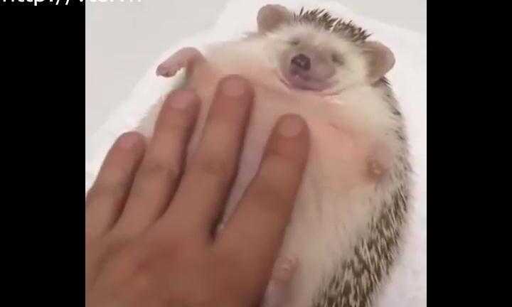 Clip: Được mát-xa, nhím con sướng tít mắt