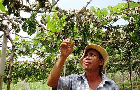 Cả nghìn gốc nho ở Ninh Thuận bị kẻ gian triệt hạ
