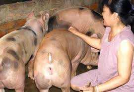 Người chăn nuôi chân chính lao đao trong bão 'chất cấm'