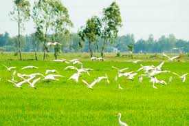 Ngỡ ngàng làng cò lớn nhất miền Tây