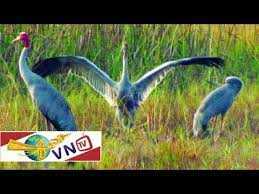 Lò Gò Xa Mát: Lá phổi xanh vùng biên