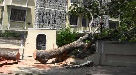 Cây cổ thụ đè sập tường tổng lãnh sự quán Nga ở TP.HCM