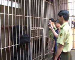 Giải cứu 7 chú gấu quý hiếm ở Quảng Ninh