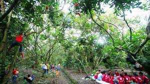 Xanh mướt vườn trái cây Vàm Xáng