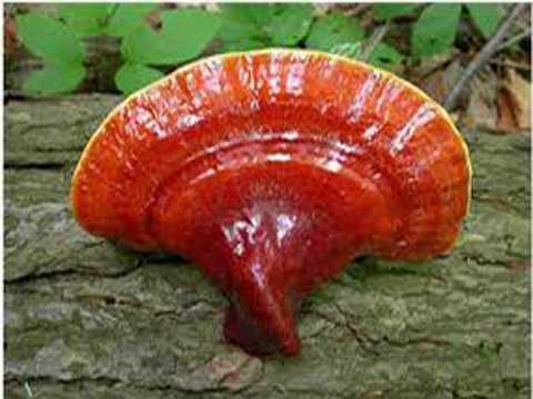 Giải độc gan hiệu quả bằng bài thuốc đơn giản