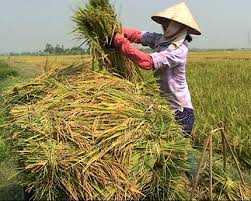 Người dân không mặn mà với trồng lúa