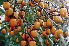 Được mùa hồng, dân khóc vì...vỏ hộp Trung Quốc
