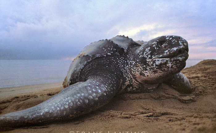 Kinh ngạc loài rùa khổng lồ, nặng gần 1 tấn