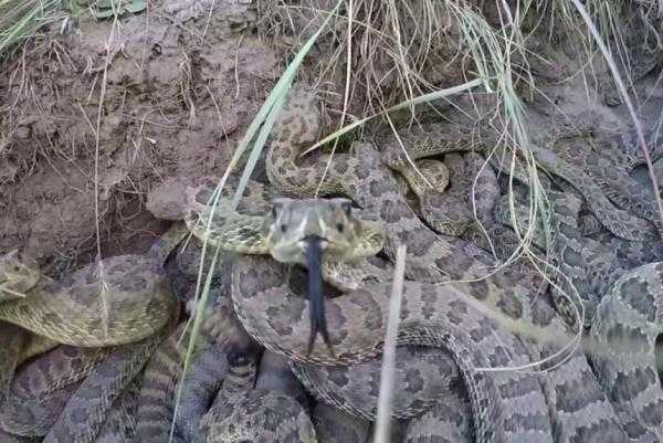 Clip: Đột kích hang ổ chết chóc của rắn chuông