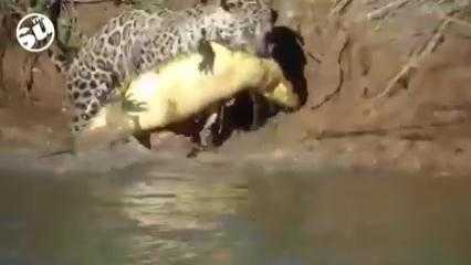 Clip: Báo đốm phục kích đoạt mạng cá sấu chỉ với một cú đớp