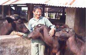 Anh hùng lao động Hồ Giáo: Người chăn bò vĩ đại
