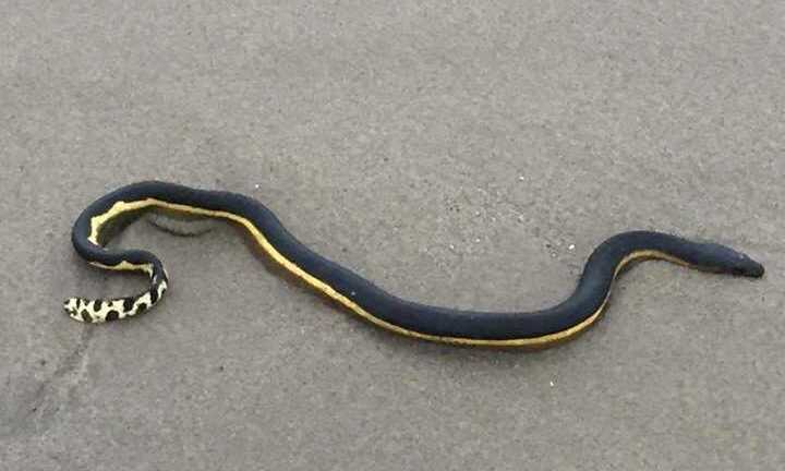 Clip: ‘Sát thủ’ rắn biển bụng vàng cực độc dạt vào bờ biển Mỹ