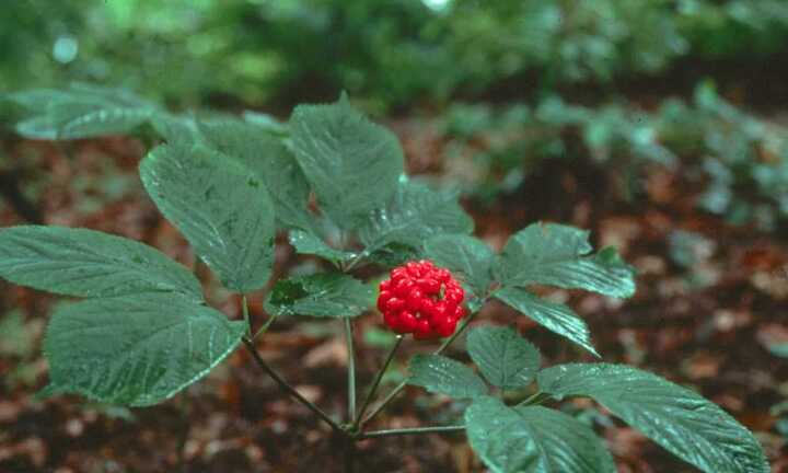 Loài chuột bé xíu xơi tái cả trăm tỷ trên núi Ngọc Linh