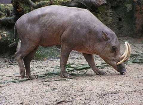 Heo rừng tấn công 5 người, một phụ nữ bị cắn nát tay