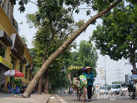 Cây xanh nghiêng 70 độ 'dọa' người đi đường giữa thủ đô